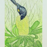 Joseph Austin - Honey Eater & Banksia