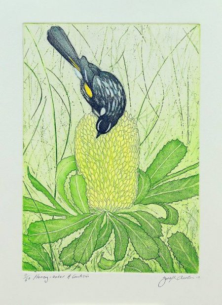 Joseph Austin - Honey Eater & Banksia