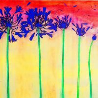 Susan Baran - Agapanthus X