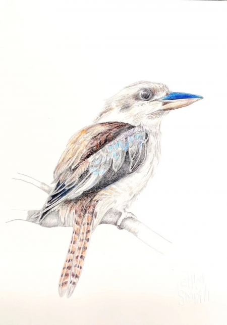 kookabura