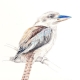 kookabura