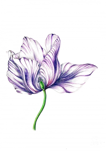 mauve tulip