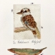 kookaburras