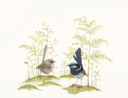 Wrens and Sundews